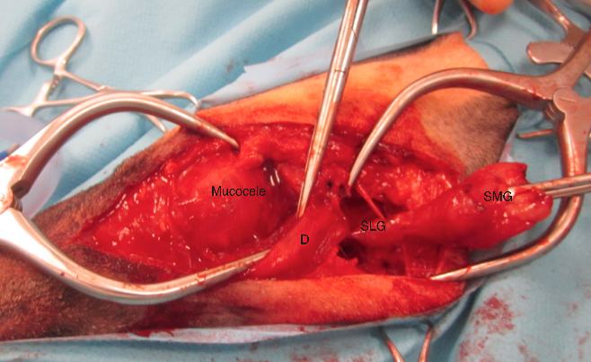A ventral approach gives best exposure